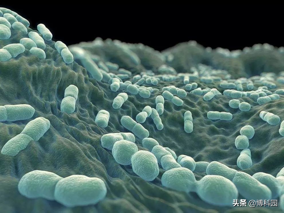 仅美国就有100万人感染沙门氏菌，现在终于能快速检测到了