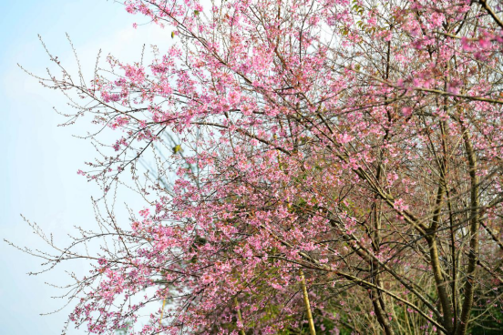 云南省罗平县：民间“小阳春”樱花绽放景色美