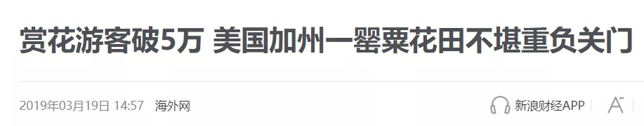 重庆|知识贴：罂粟、虞美人超强分辨指南