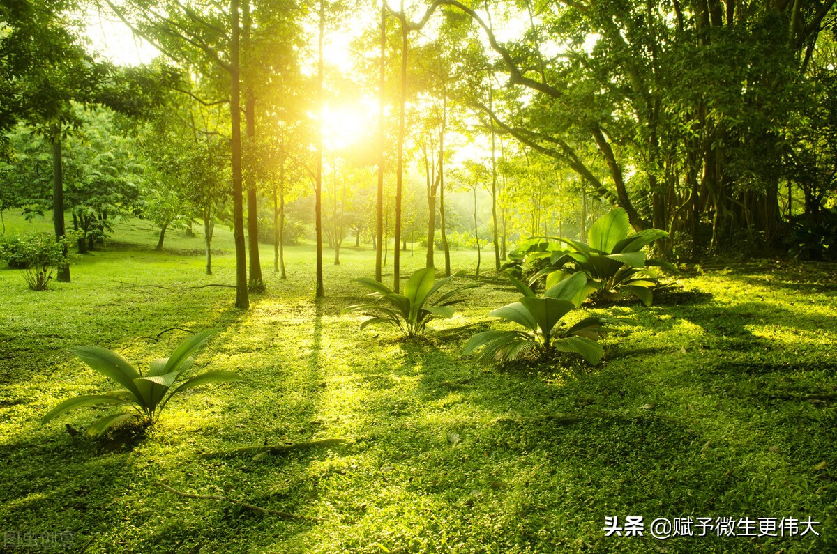 又芳菲——朝起暖阳复冬后