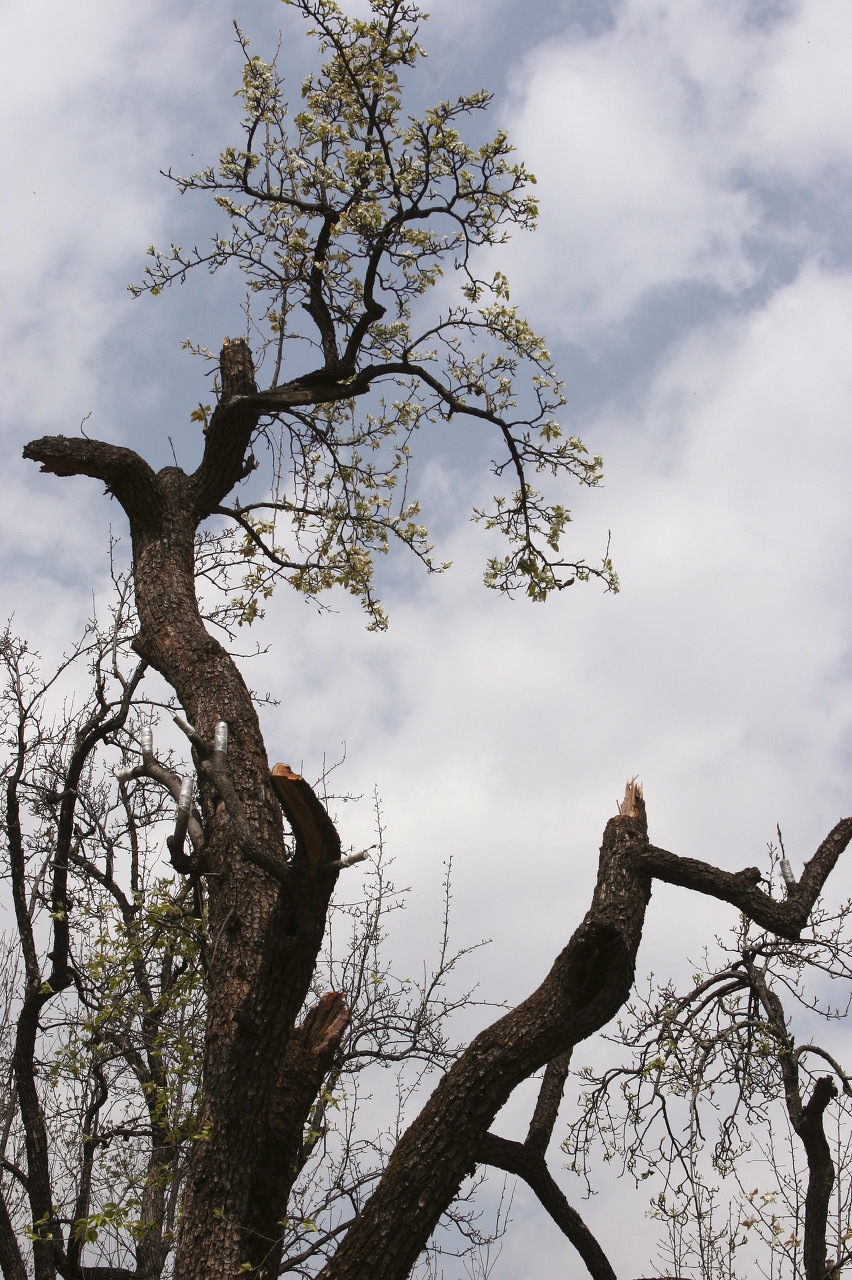 中考古诗赏析——《天净沙 秋思》