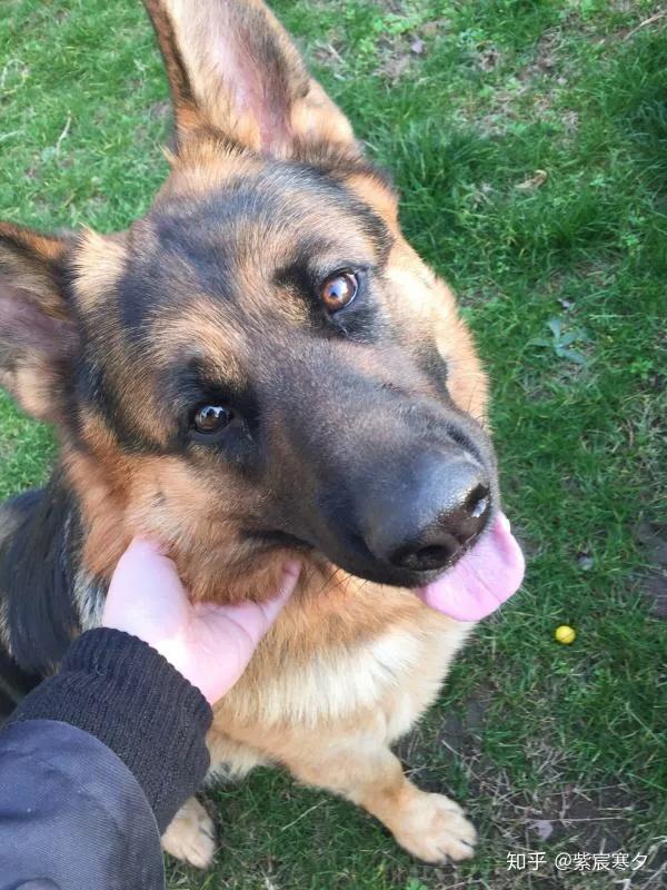 各国猛犬大全，建议收藏