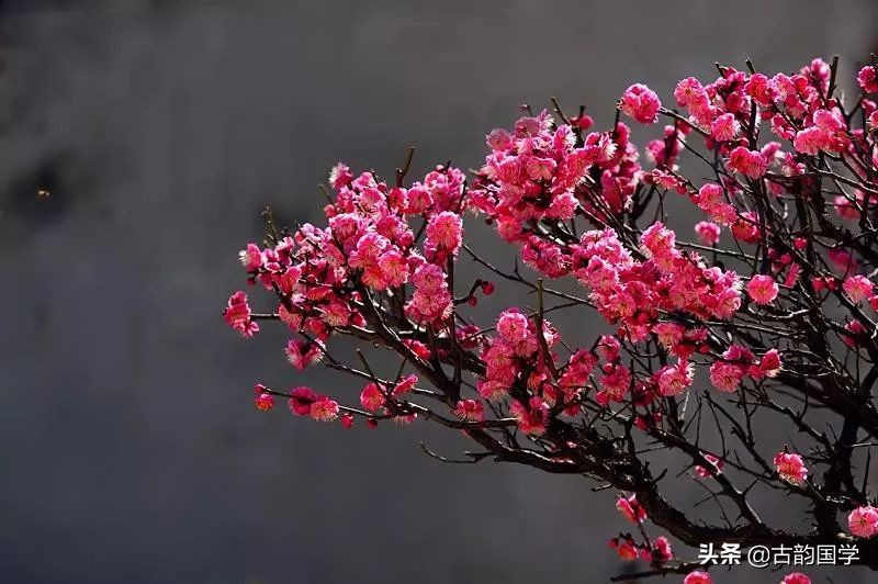 10首梅花诗词，傲雪迎风，美的令人心醉-第1张图片-诗句网