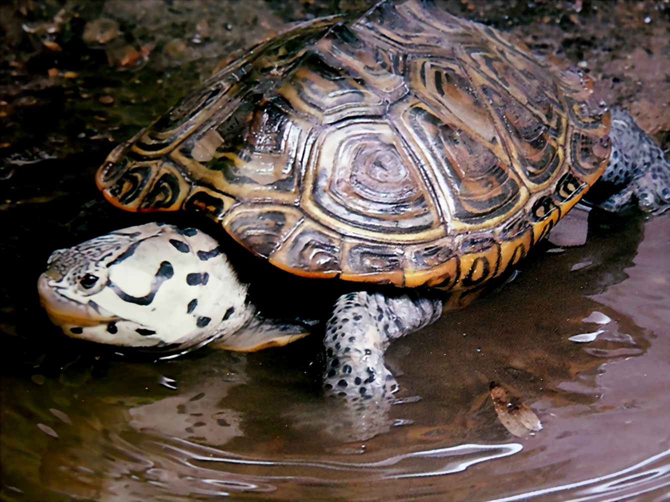 龟类图集_淡水两栖_西南渔业网 水花鱼 水产养殖专业