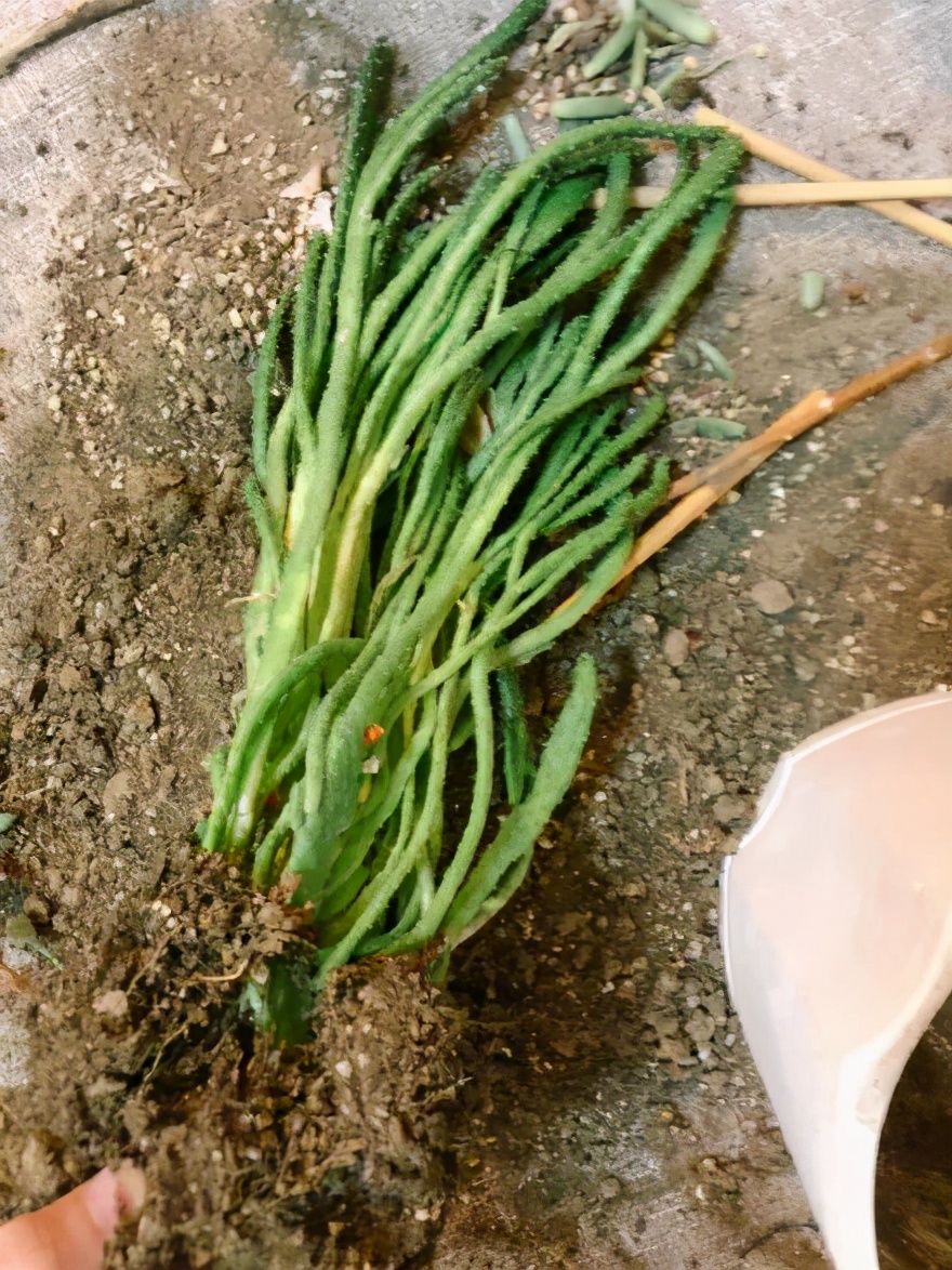 为什么人一过40岁，就喜欢把家里搞成植物园？