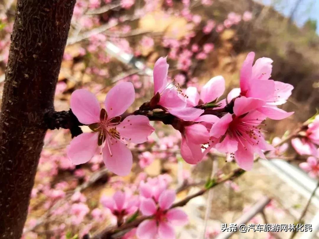 临沂人免费泡温泉游九间棚