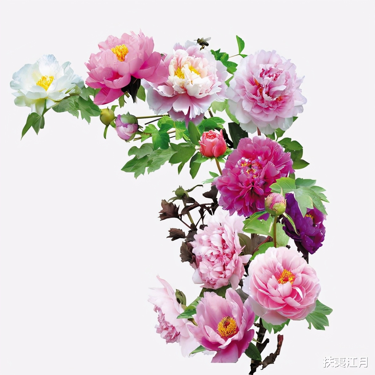 牡丹花正盛，赏析那些咏牡丹的古诗句-第2张图片-非凡网