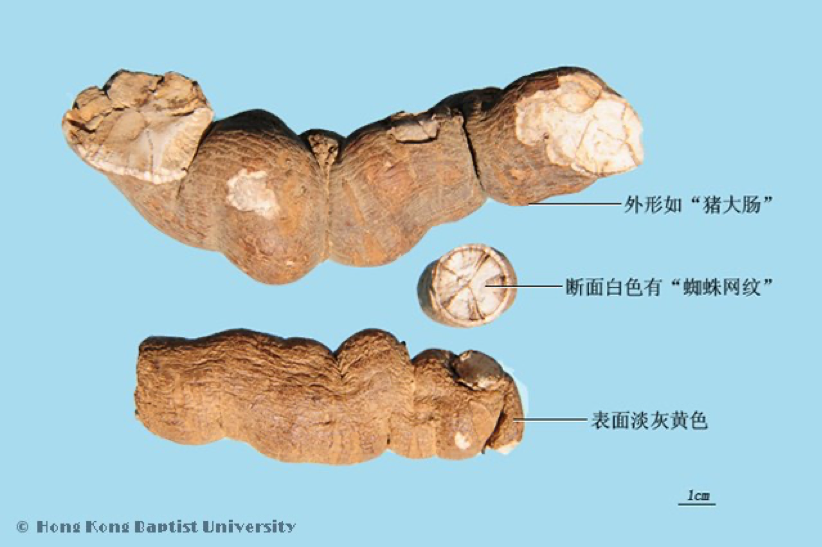 常见中药传统鉴别术语（二）