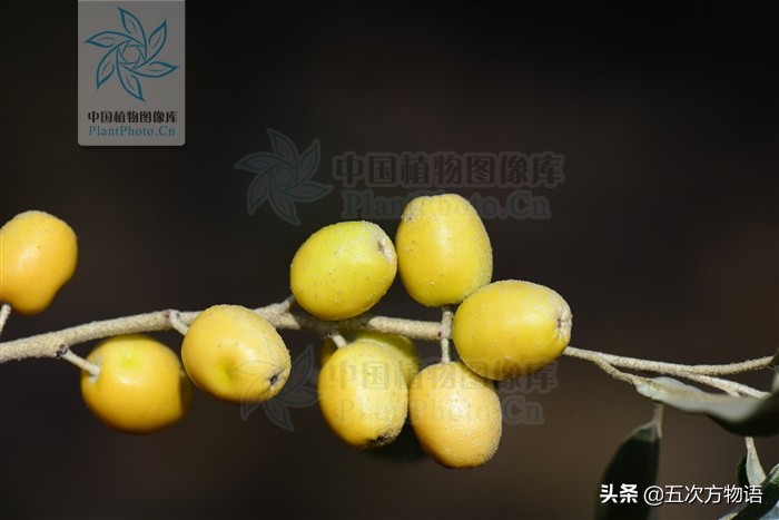 一篇教你认清常见水果类型,建议收藏 一篇教你认清常见水果类型,建议收藏
