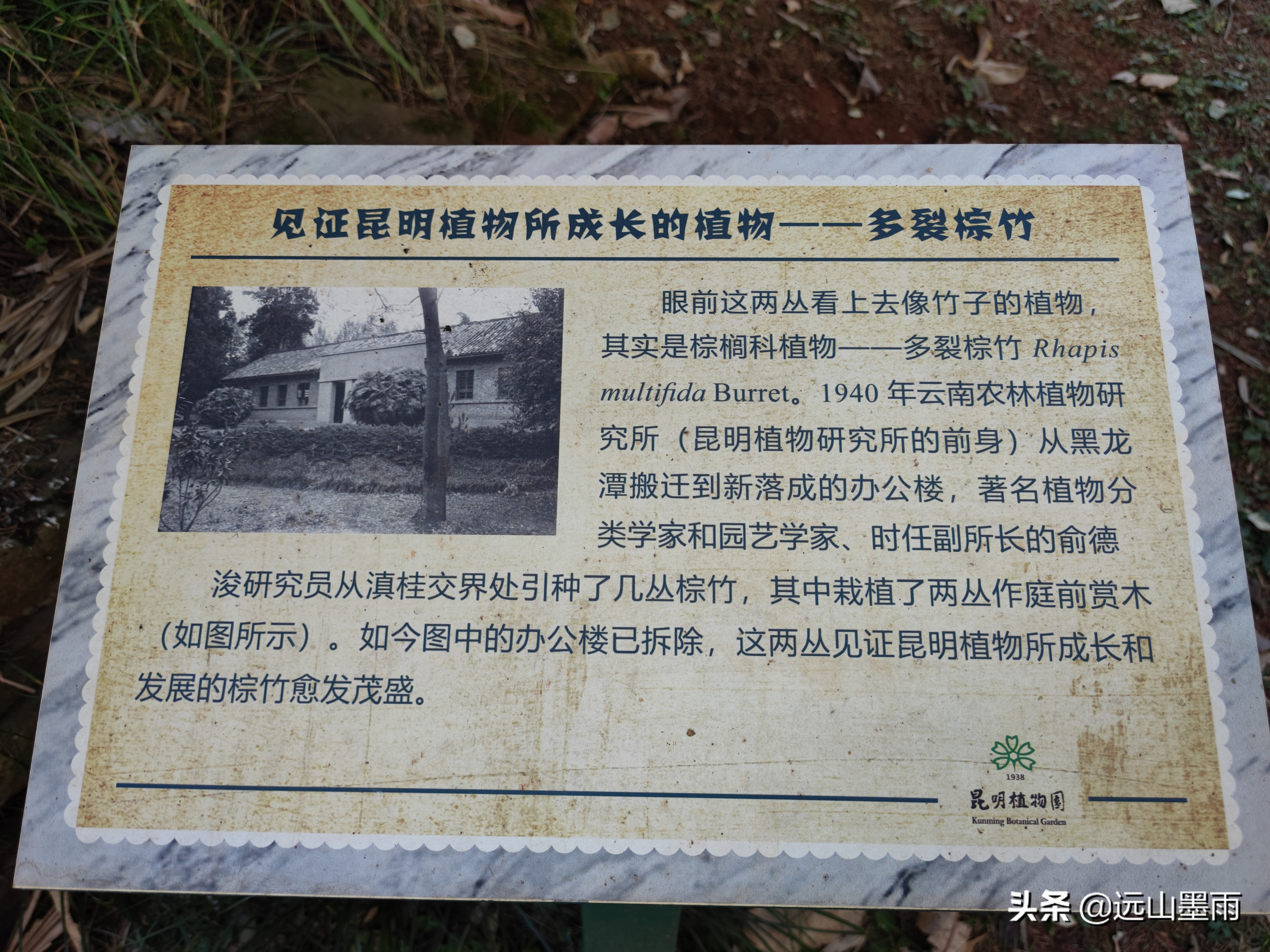 春天賞茶花盛事 膜拜蔡希陶紀念碑 去昆明植物園東園 很有收穫 遠山墨雨 Mdeditor