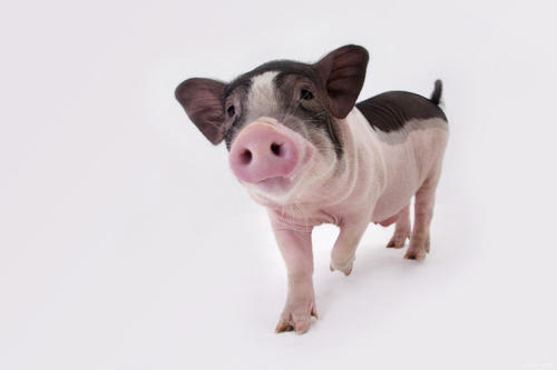 仔猪从进猪舍该进行哪些工作？新手养殖户们不可错过的文章