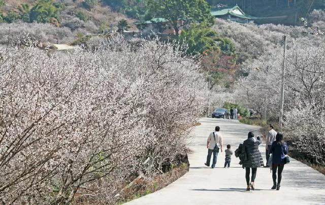 陆河万亩梅园进入最佳观赏期，20万株梅树“白雪皑皑”，太美了