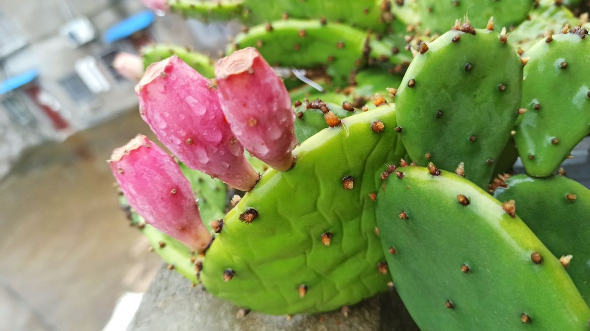 被動吸入“二手煙”真煩人，趕緊養盆“吸煙花”，凈化空氣效果好