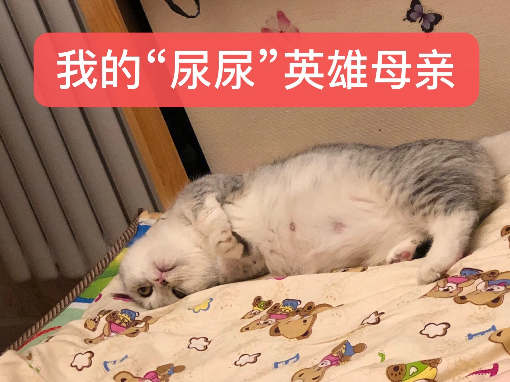 養貓2年賺35萬，這個副業投入少收益大