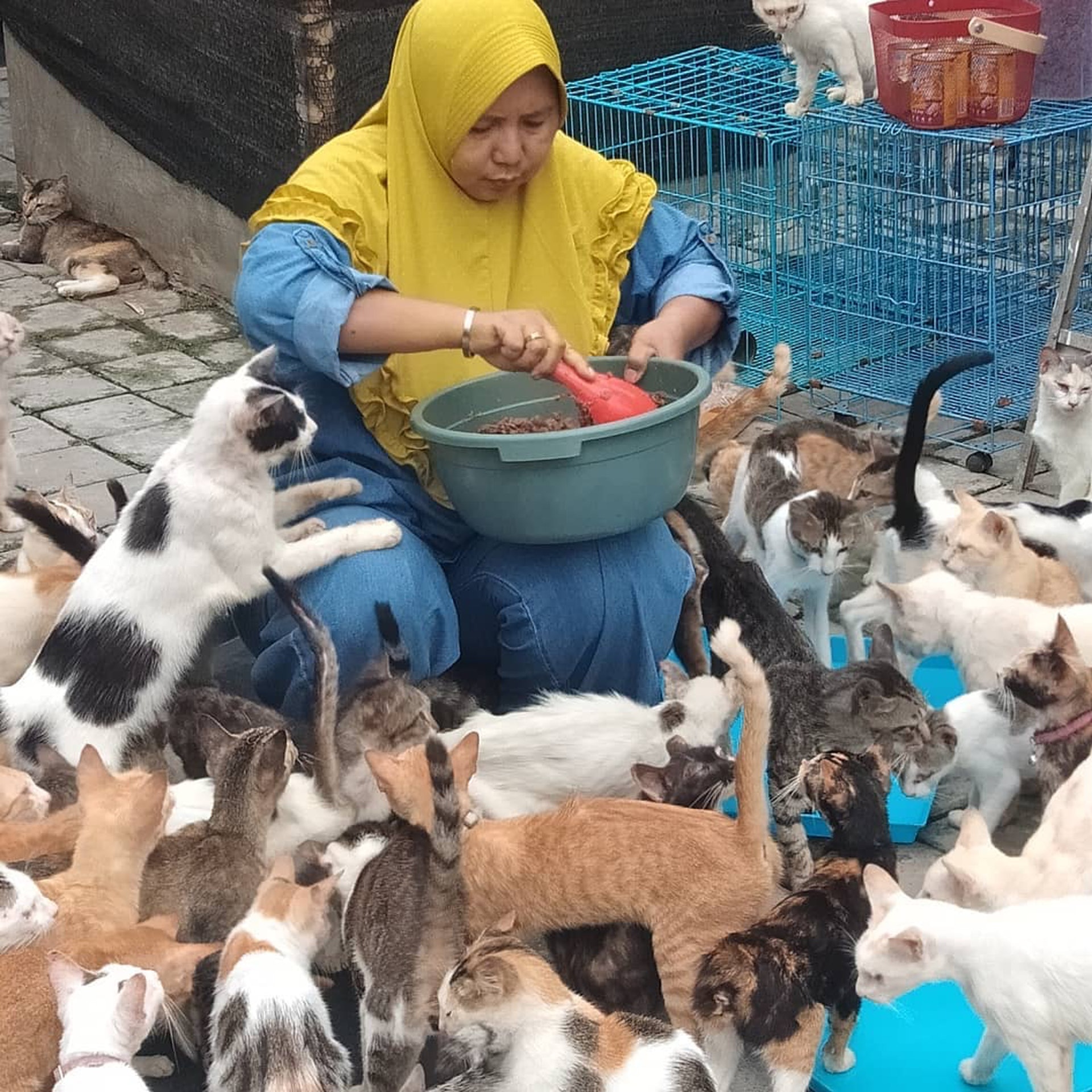救助400只猫咪，却被恶行逼迫搬家3次，她指出流浪猫最大问题