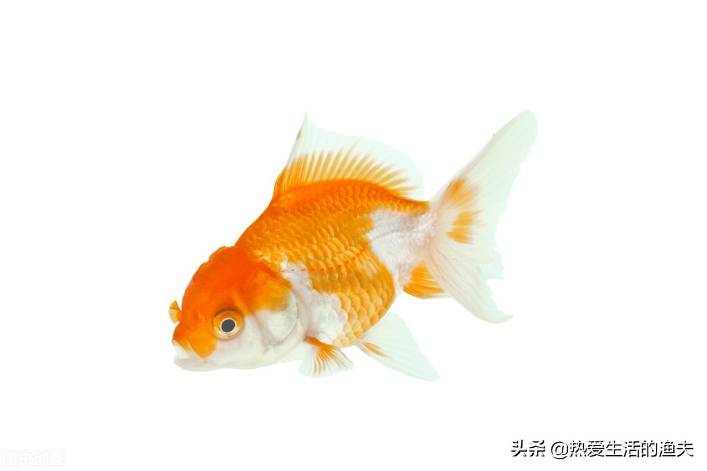 金鱼不吃食是什么原因 金鱼变瘦是怎么回事 看完本篇解决问题 热爱生活的渔夫 Mdeditor