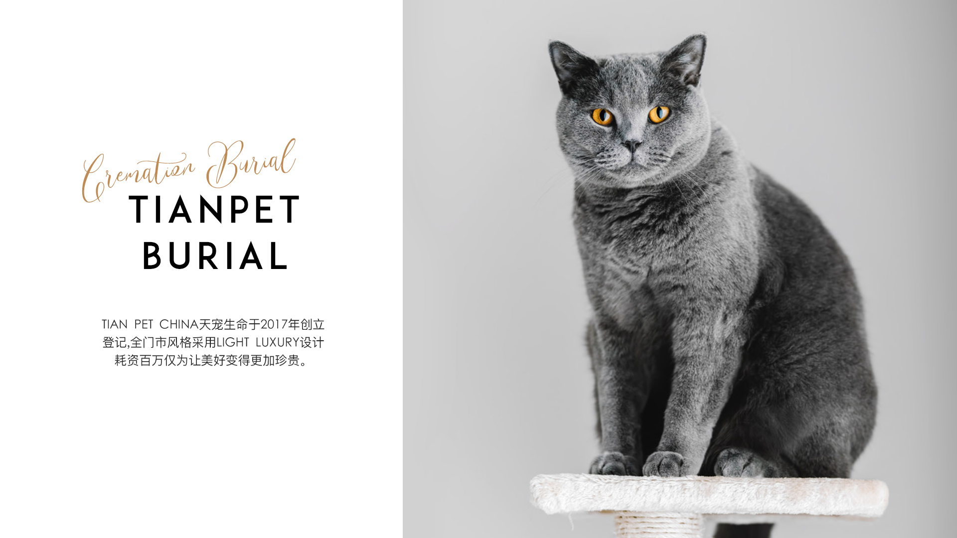 起根农村却受众城市宠物主追捧TIANPET（天宠）怎么做到的