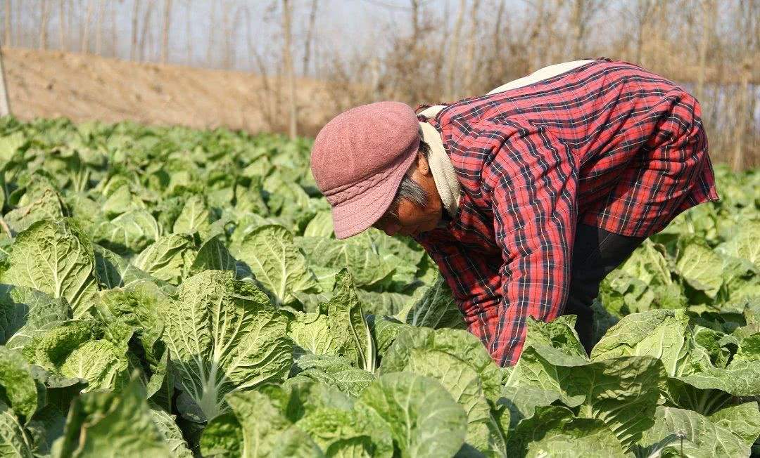 白菜为什么干烧心 学会这些栽培方法 大白菜高产贮藏不易腐烂 其他 爆资讯新媒体平台