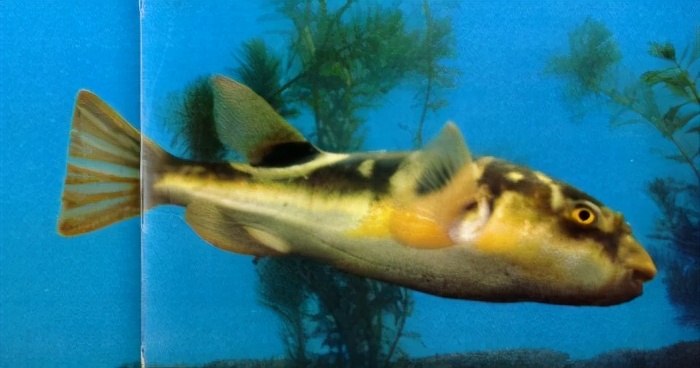 thopterus (temminck et schlegel)(青郎鸡,艇巴)▼舌鳎科168窄体舌鳎