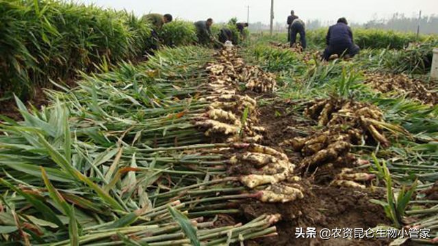 姜用什么叶面肥好？种植大姜叶面肥就用它