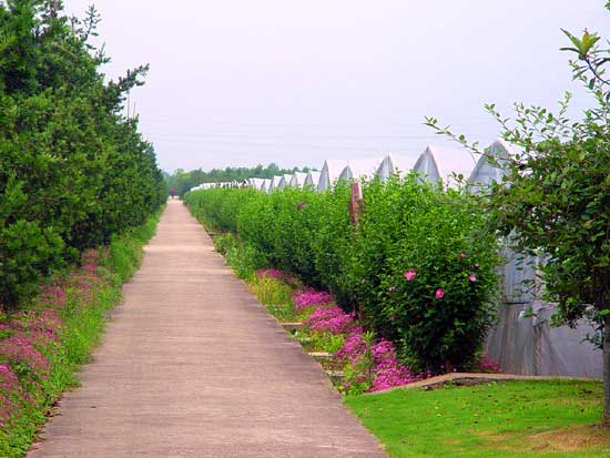 浙江旅游：走进生态旅游区滕头村（图）