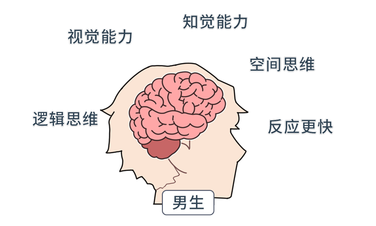 思维和行为差异大不同人之间的大脑皮层厚度差异较大而对于男性来说