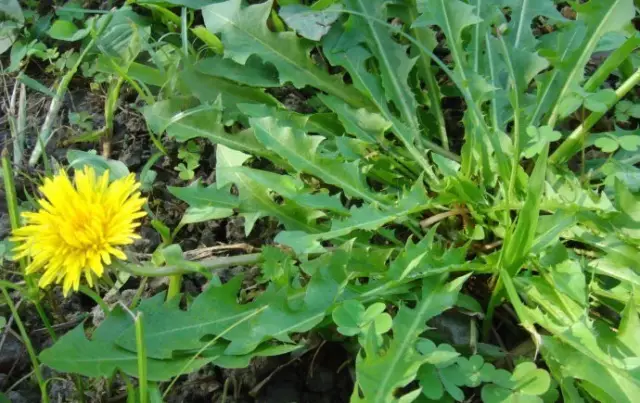 農村常吃的40種· 野菜，能治病能解饞，你吃過幾種呢？