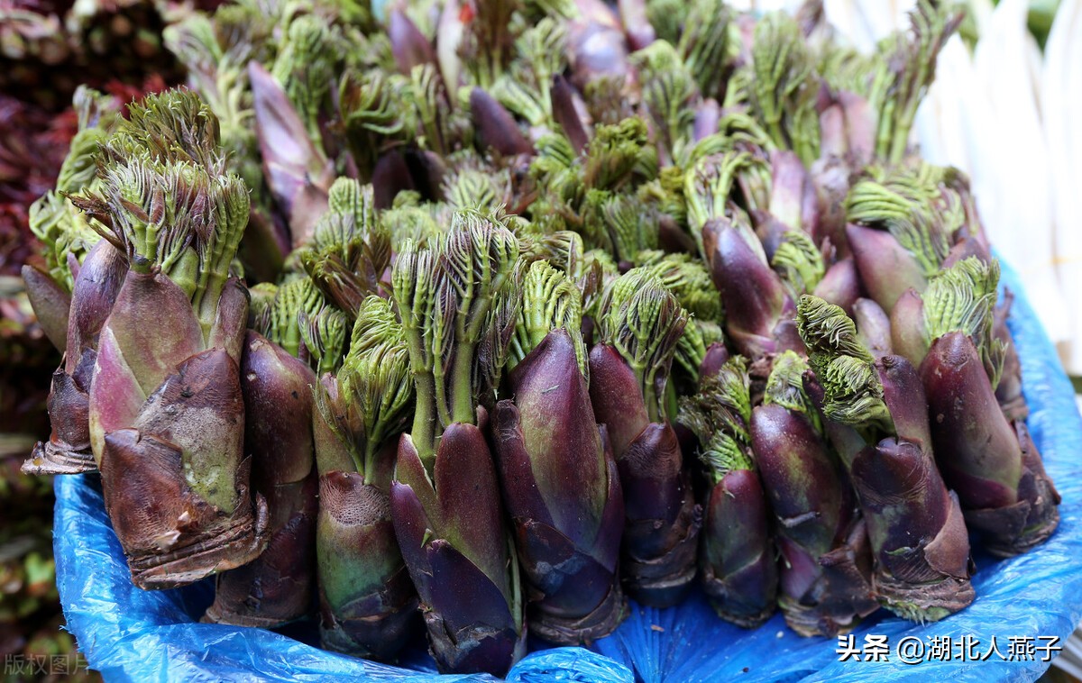 春天挖野菜，送你70种野菜图片大全，教你认识不同的野菜和吃法