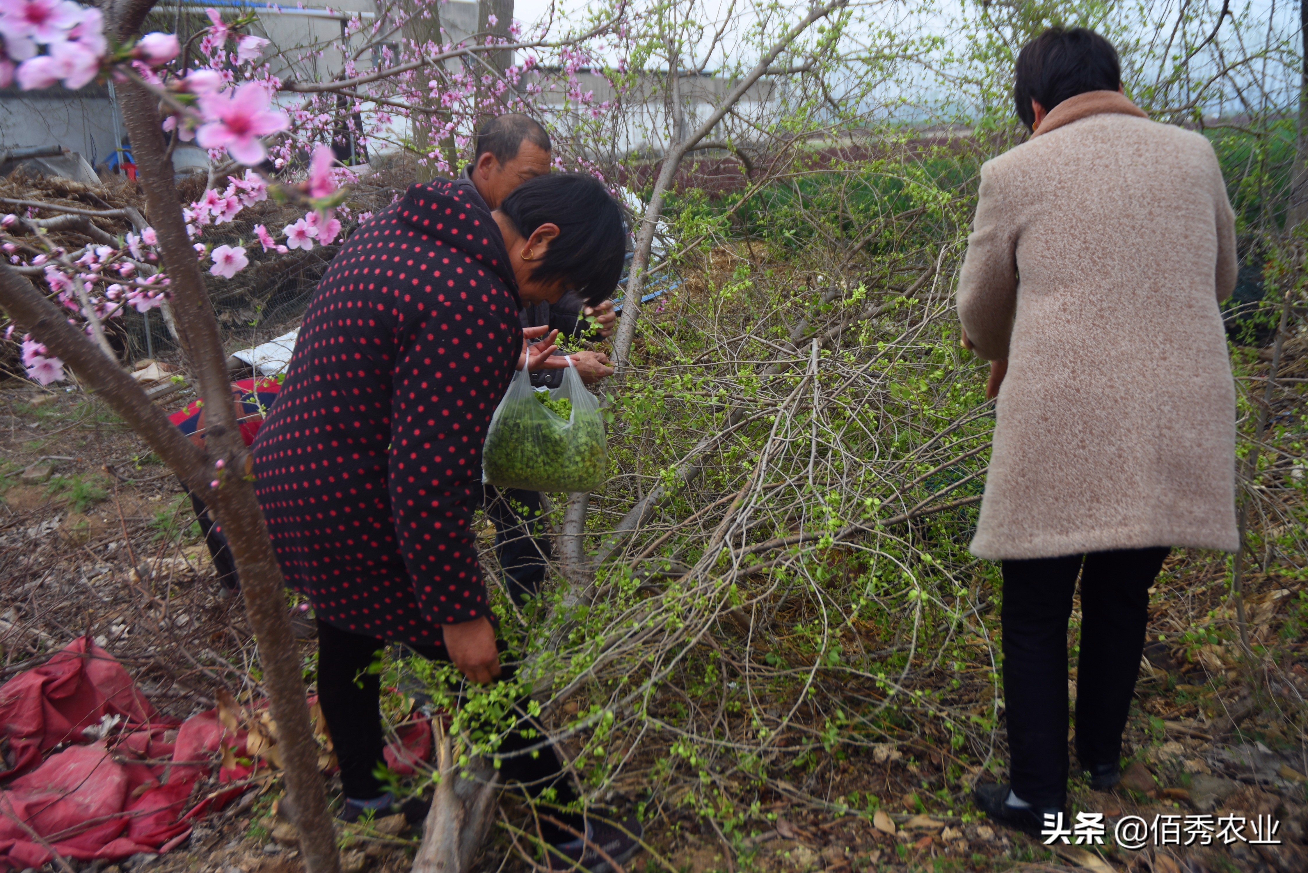 农村人争相采摘 空中 野菜 童年的美好记忆 如今为啥难吃到了 佰秀农业 Mdeditor