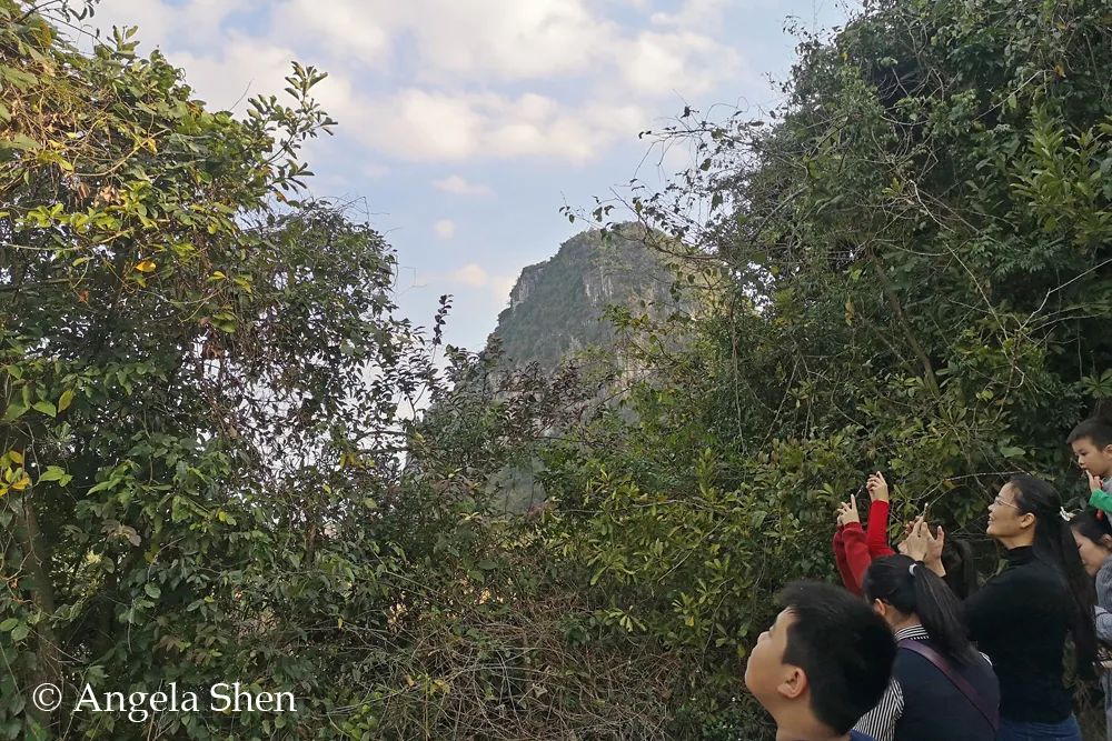 广西不止有桂林，还有一个看鸟看猴看瀑布的秘境