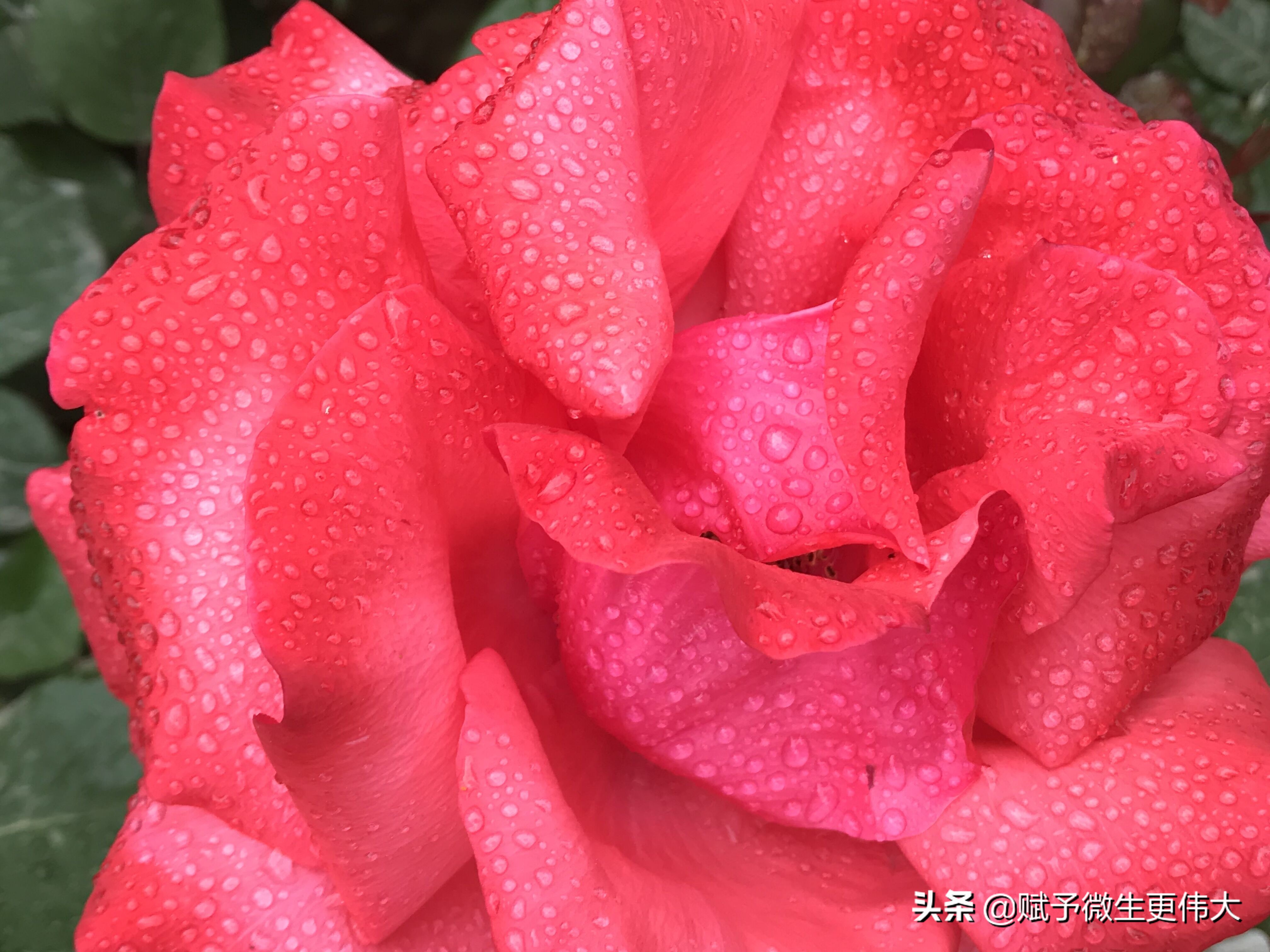 雨后——白居易:晚开春去后,独秀院中央