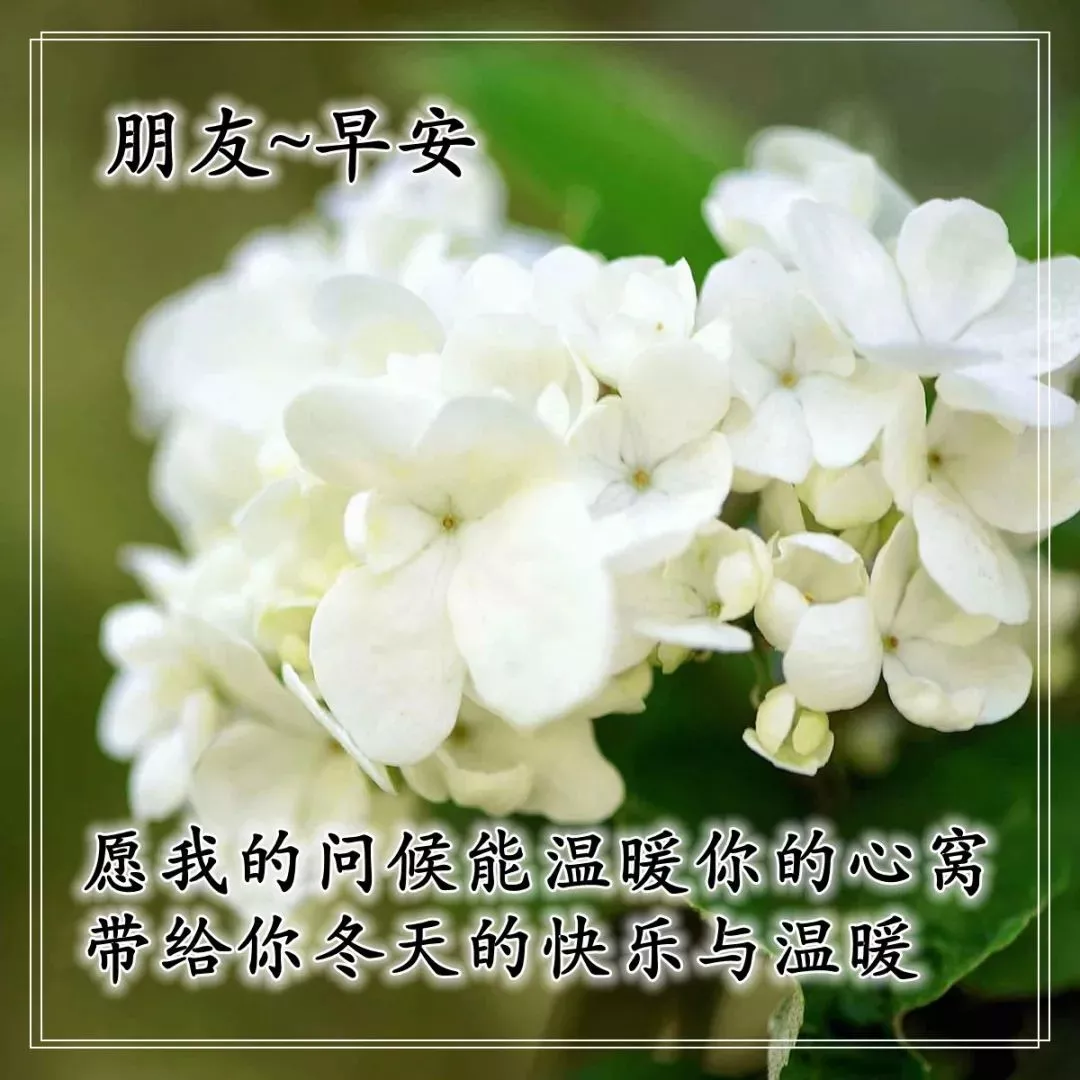 早上的问候图片带上精美的祝福语图片