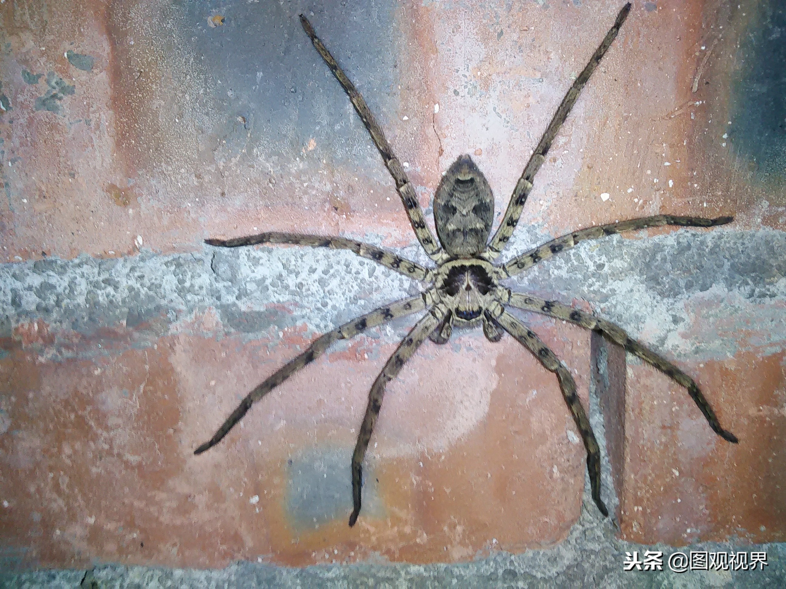 这种蜘蛛喜欢生活在室内 农村老房子里比较多 是蟑螂的主要天敌 天天看点