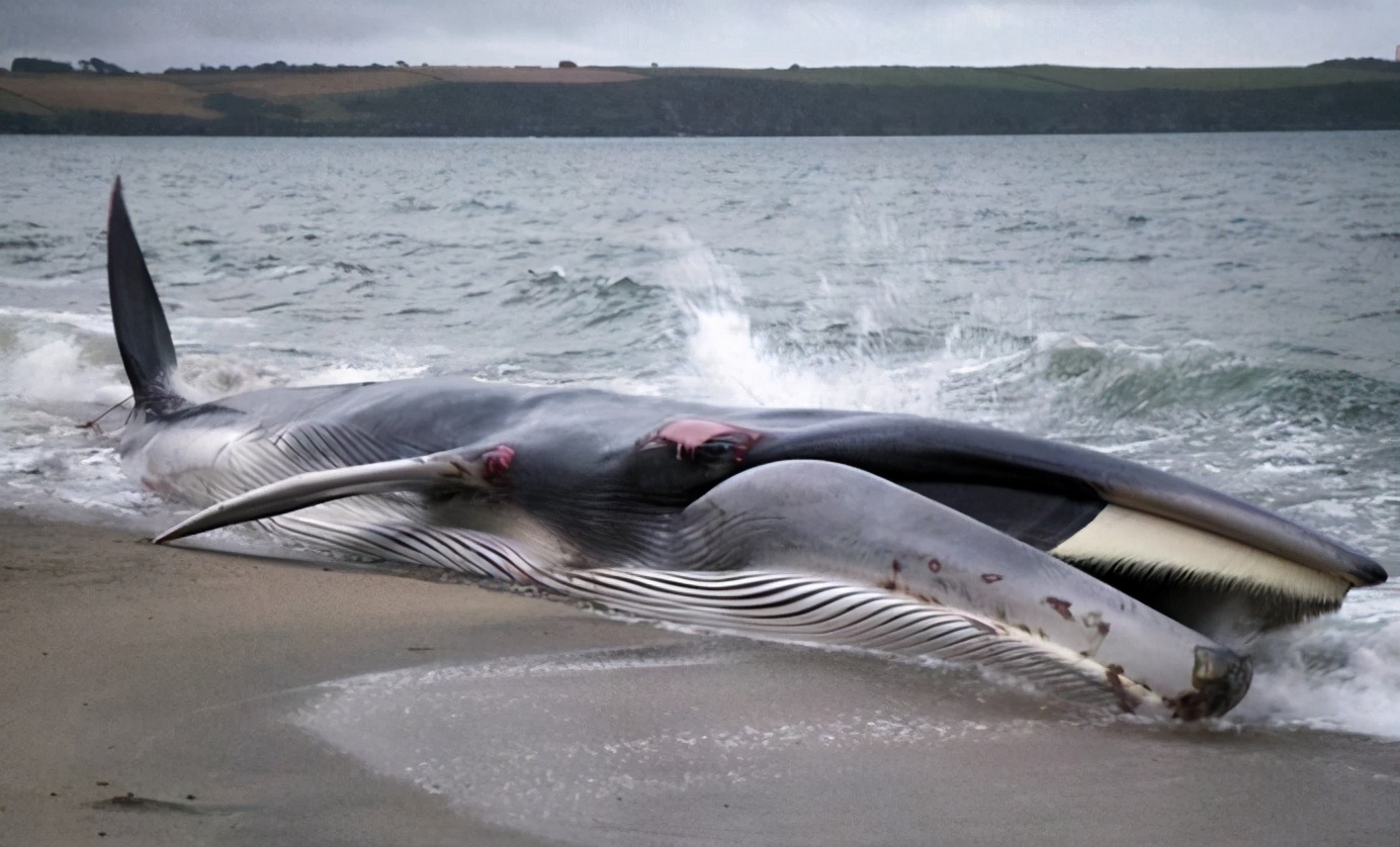 最大的鯨魚屍體被發現，體重77噸，如此龐大是什麽生物殺了它？