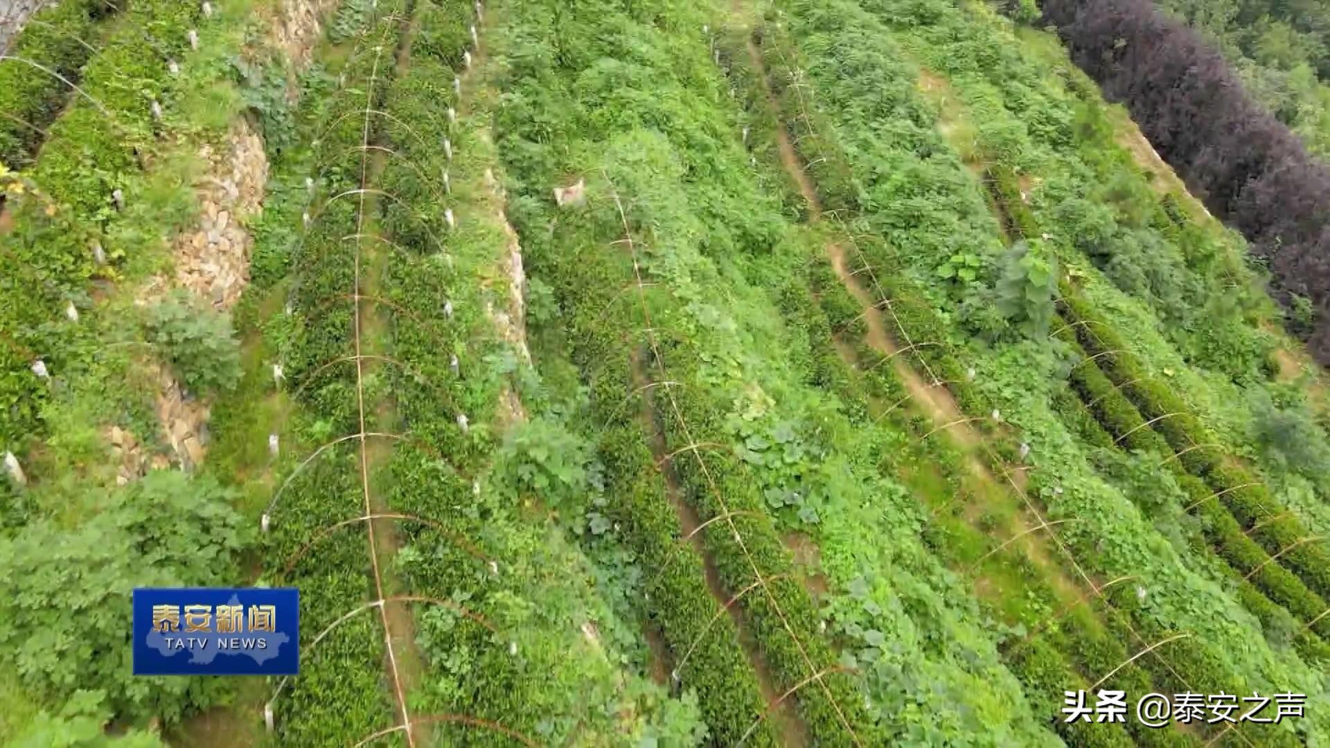 泰山景区大津口乡 好风景带来好光景 记者追踪 泰安民生网