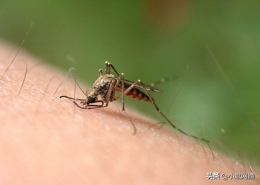 又到夏天，你知道蚊子的钟爱吗？做好这四步，让蚊子远离你
