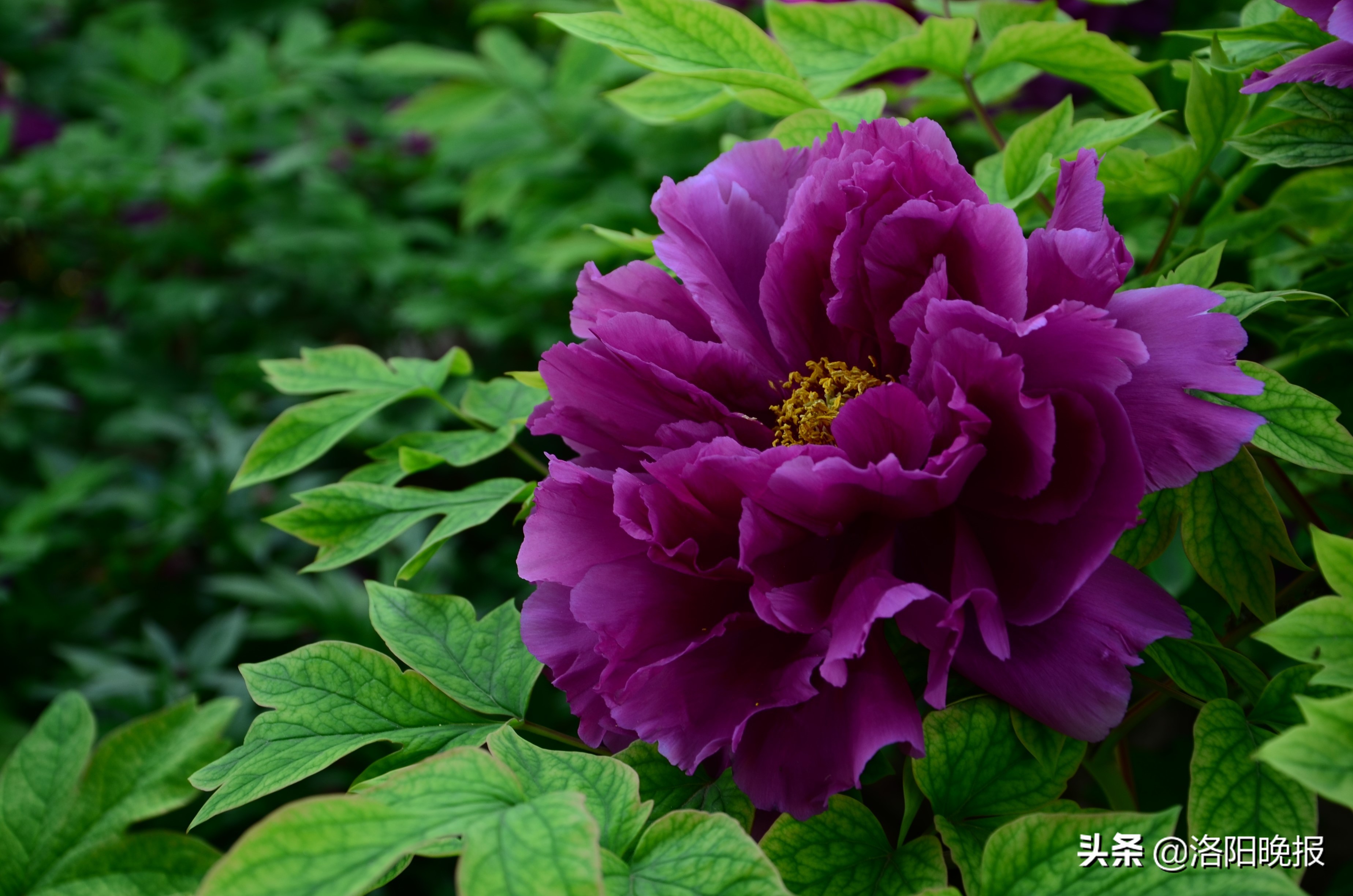 4月12日洛阳牡丹花情预报-河洛旅游网