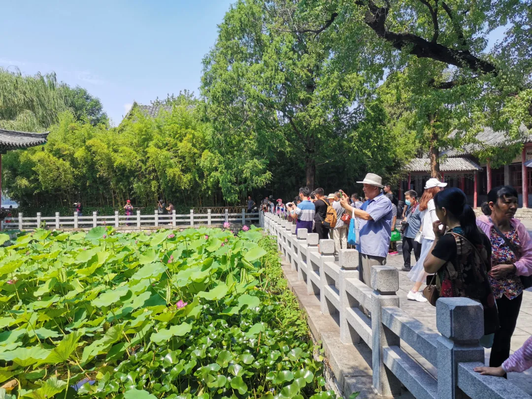 并蒂莲完美绽放！请收好这份来自济南大明湖的好运