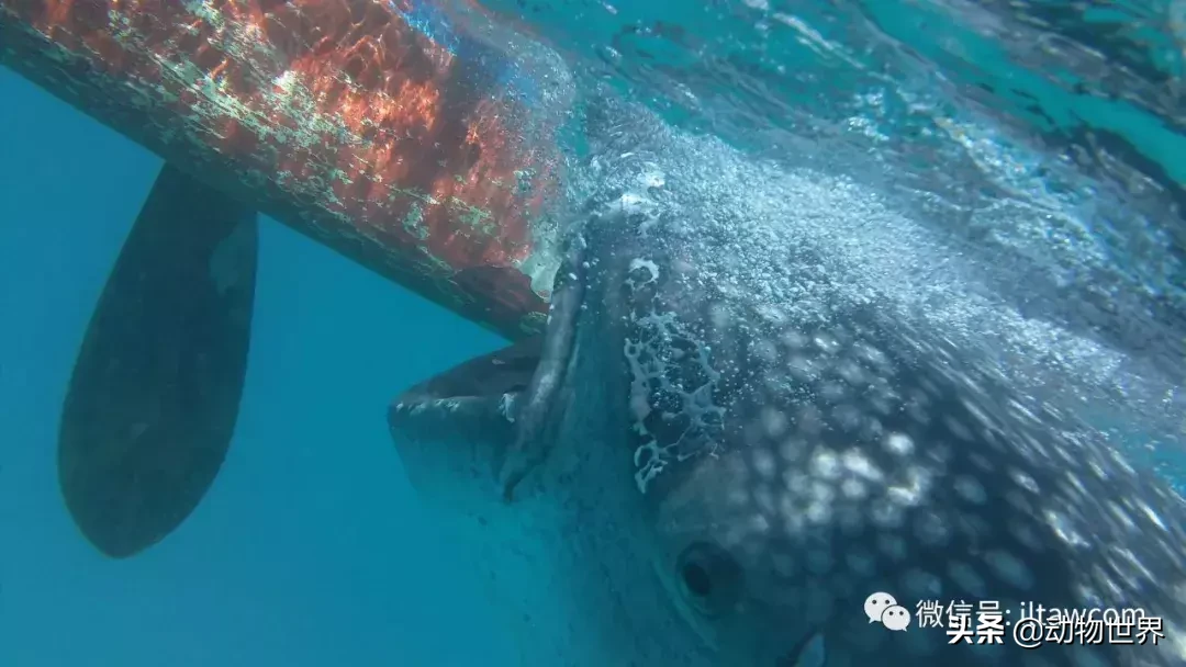 世界上體型最大的魚類鯨鯊