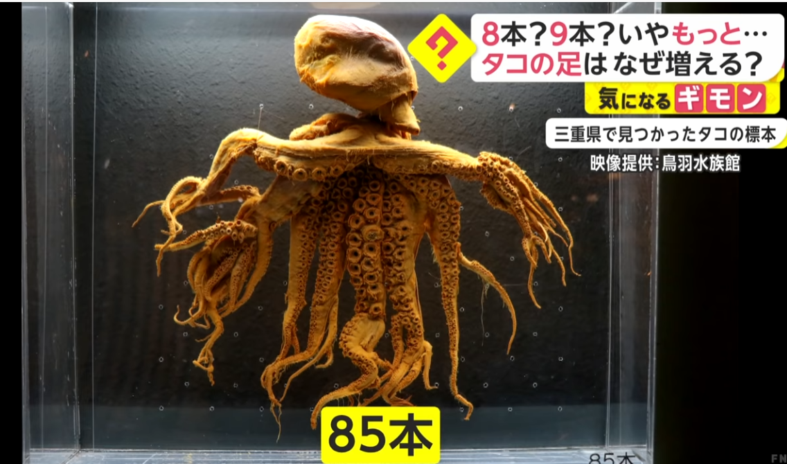32条腿章鱼被发现，是日本核废水还是演化失误？它竟不是腿最多的