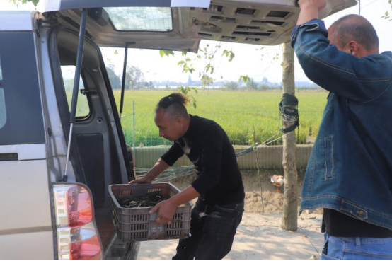 “澳洲虾”“本土稻”携手助农奔富路