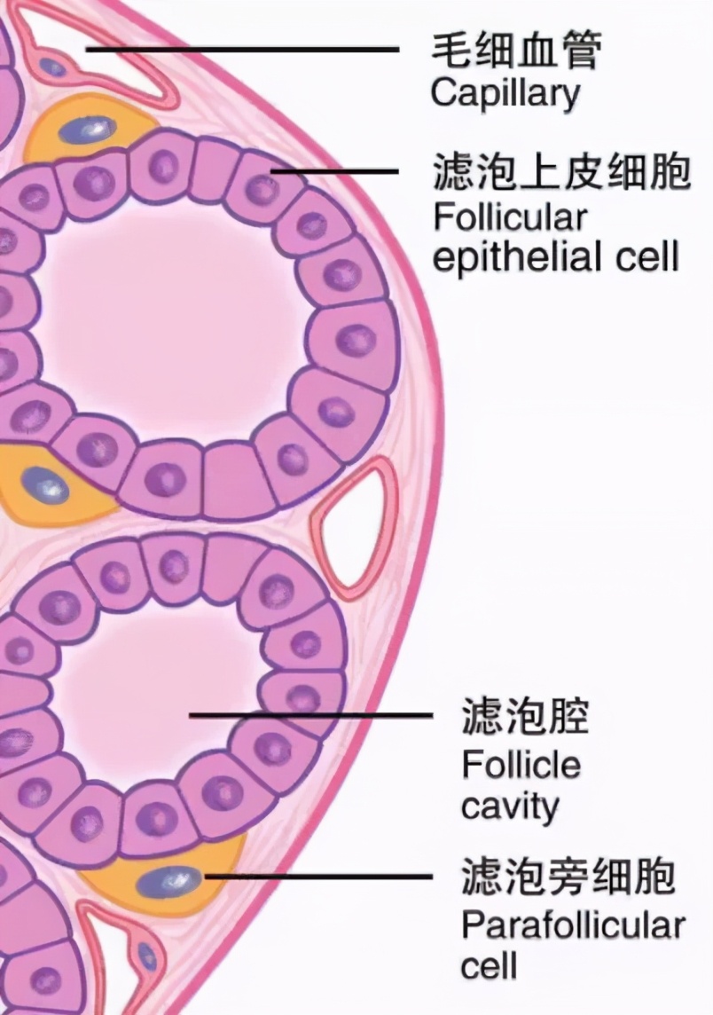 查出甲状腺结节，距离癌症有多远？