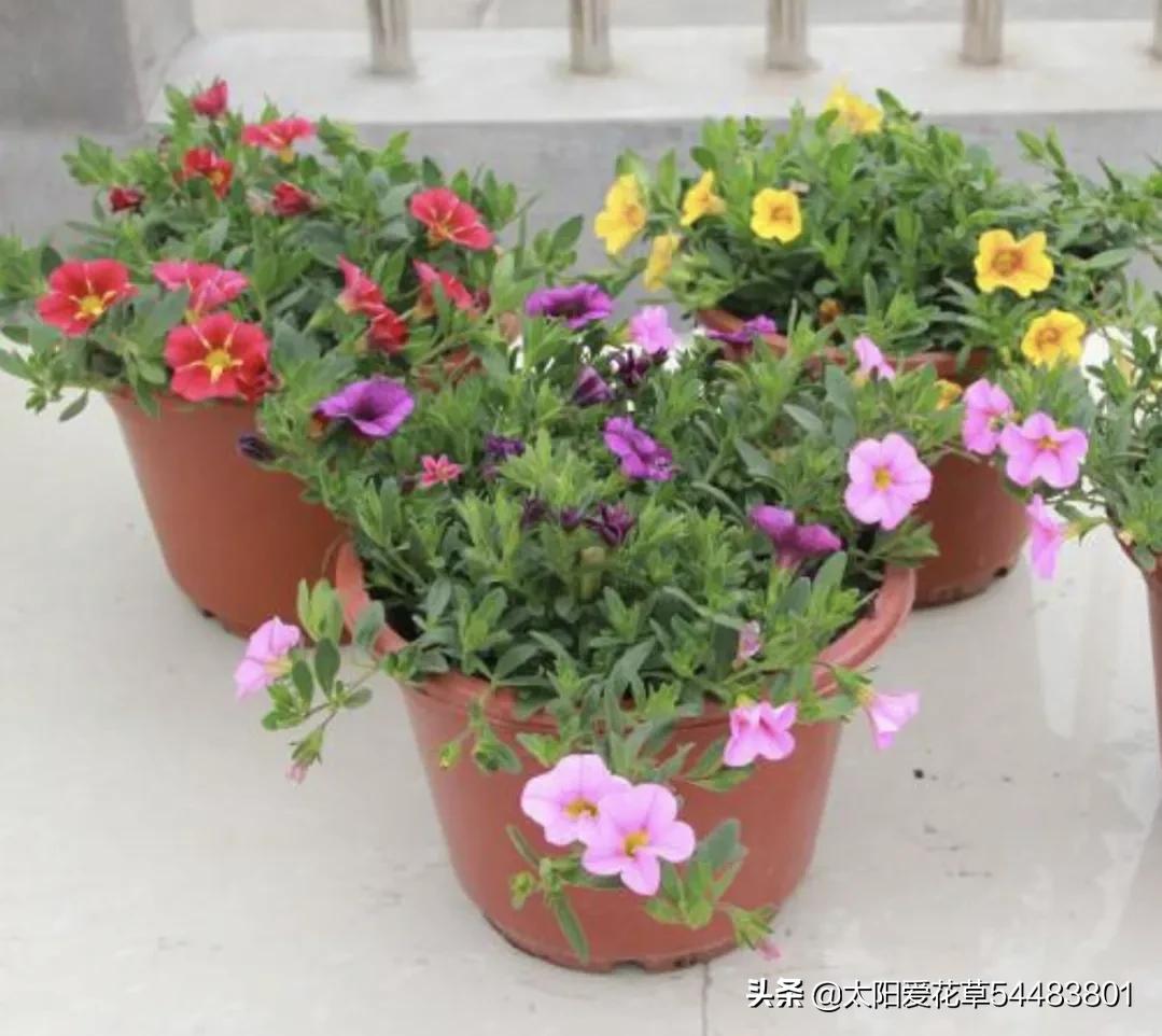 10种超能开花的植物 养护的好从春开到冬 太阳爱花草 Mdeditor