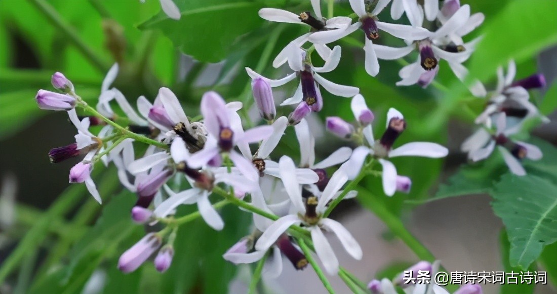小雨轻风落楝花-第1张图片-非凡网