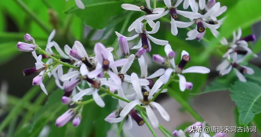 小雨轻风落楝花-第1张图片-诗句网