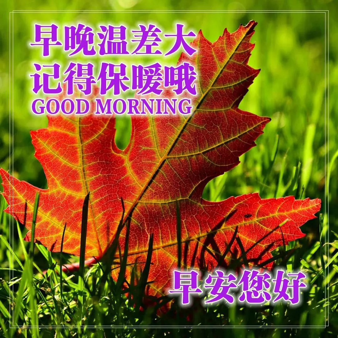 早上的问候图片带上精美的祝福语图片