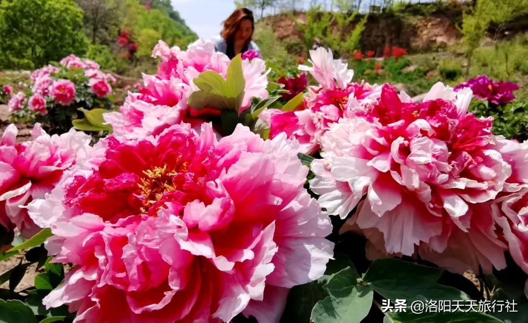 洛阳五一花情资讯，这几个地方还有牡丹花看，抓紧啦