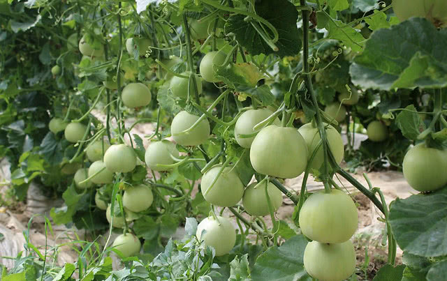甜瓜重茬根腐用什么灌根好？枯萎黄萎喷什么药