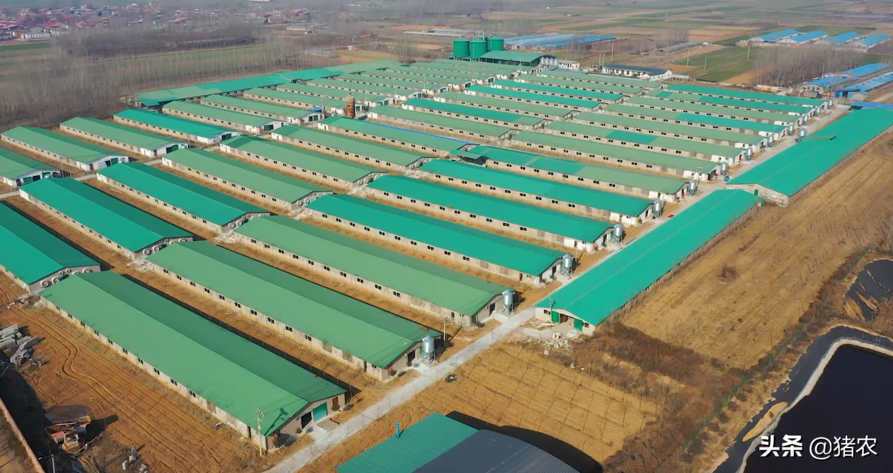 担心猪价下跌？不如思考如何高效养猪