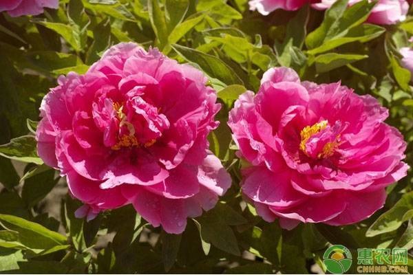 牡丹有什么利用价值？牡丹和芍药的区别在哪？